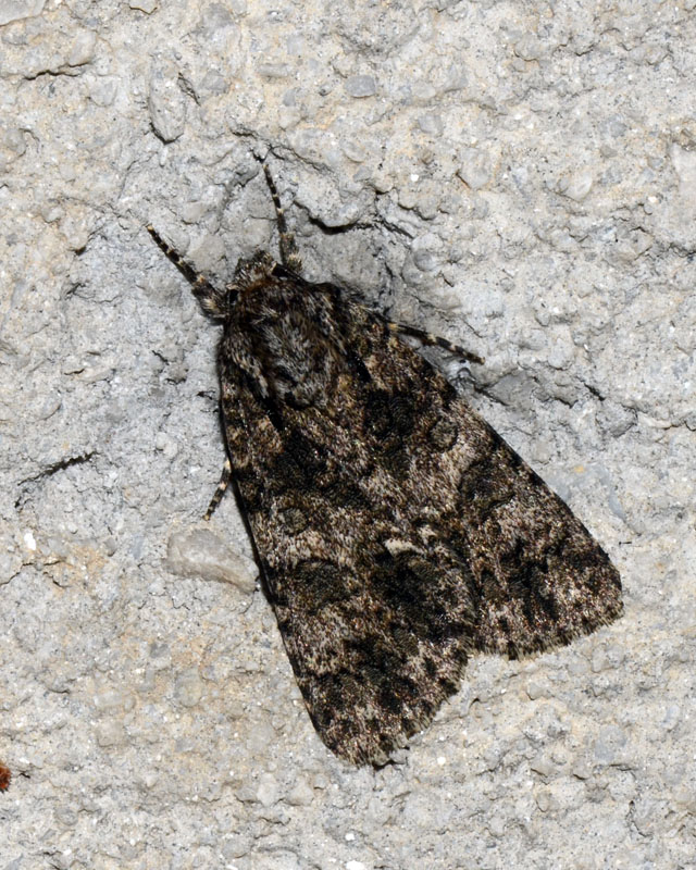 Noctuidae da determinare